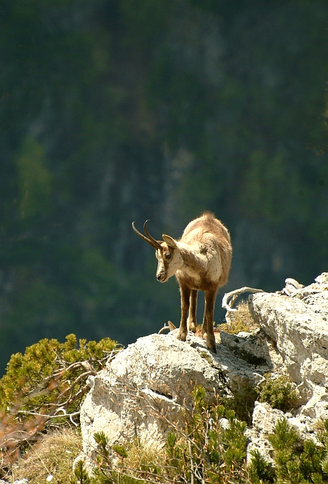 Camoscio d''Abruzzo Rupicapra pyrenaica ornata